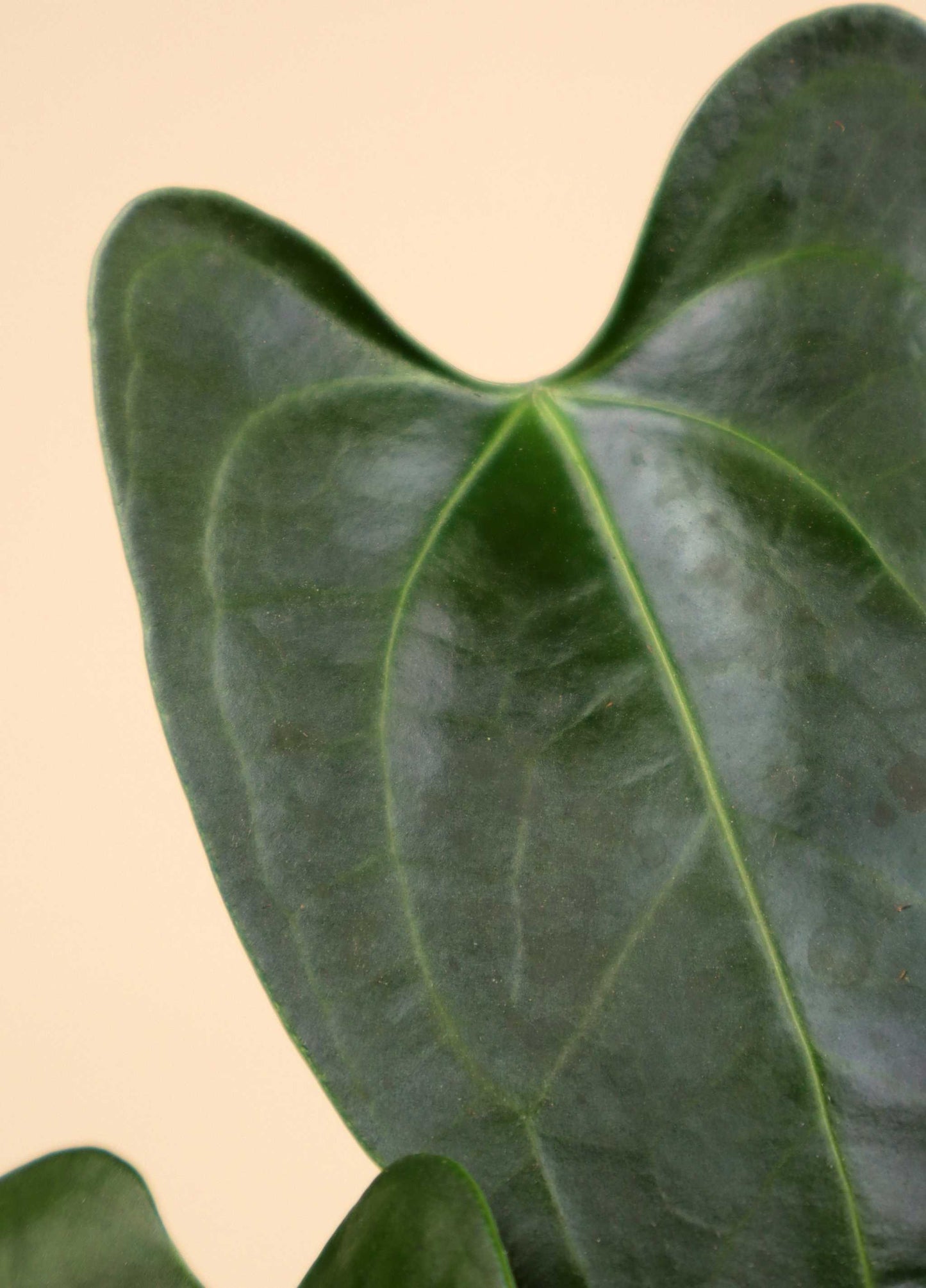 Anthurium sp. Napo