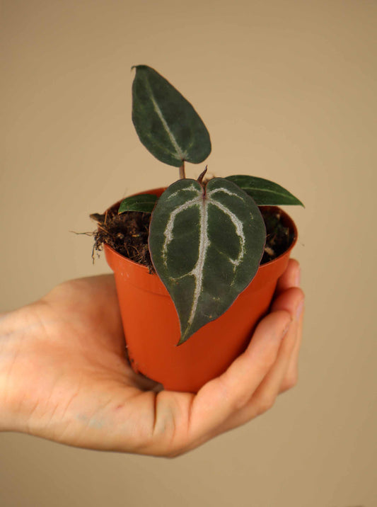 Anthurium 'Red Crystallinum'