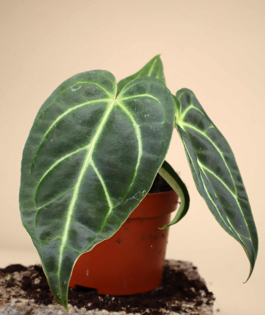 Anthurium regale