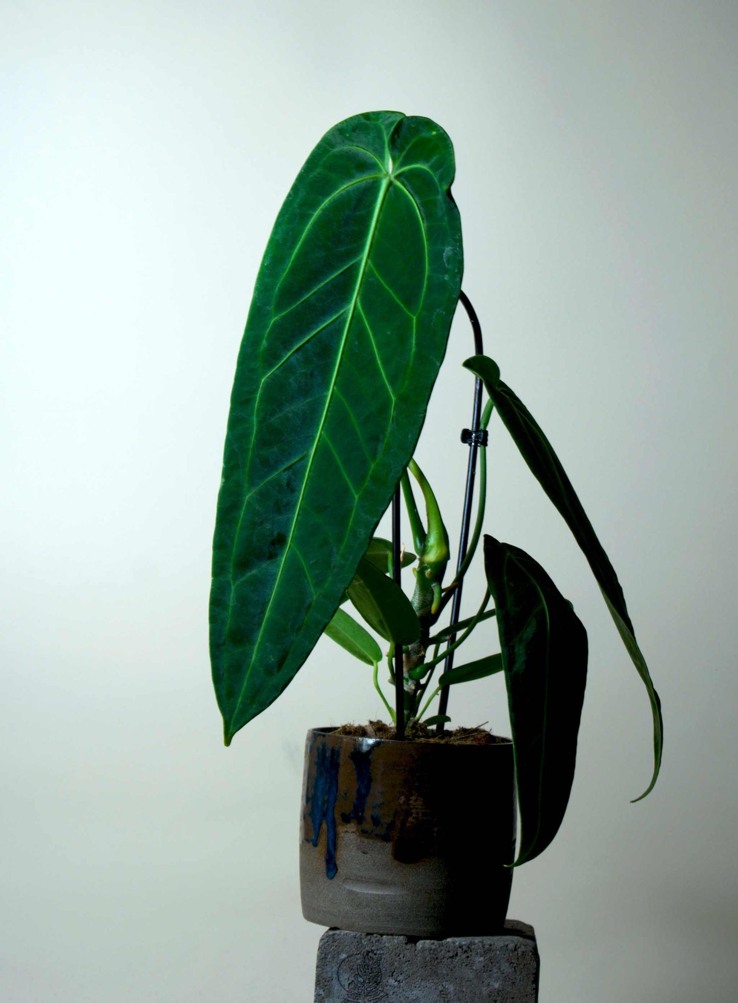 Anthurium warocqueanum