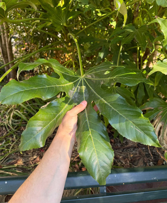Fatsia japonica | Köldtålig Aralia