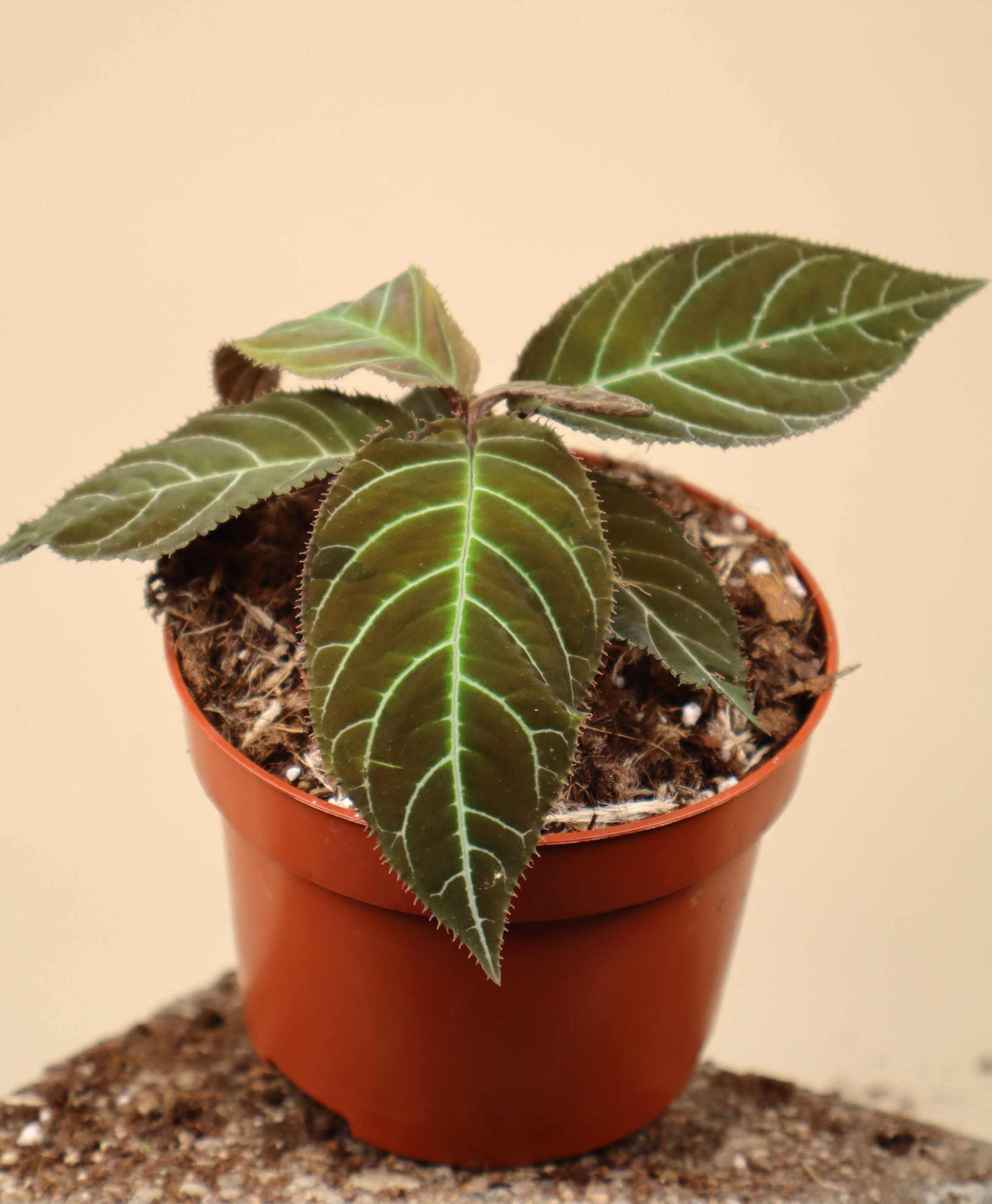 Ardisia gigantifolia