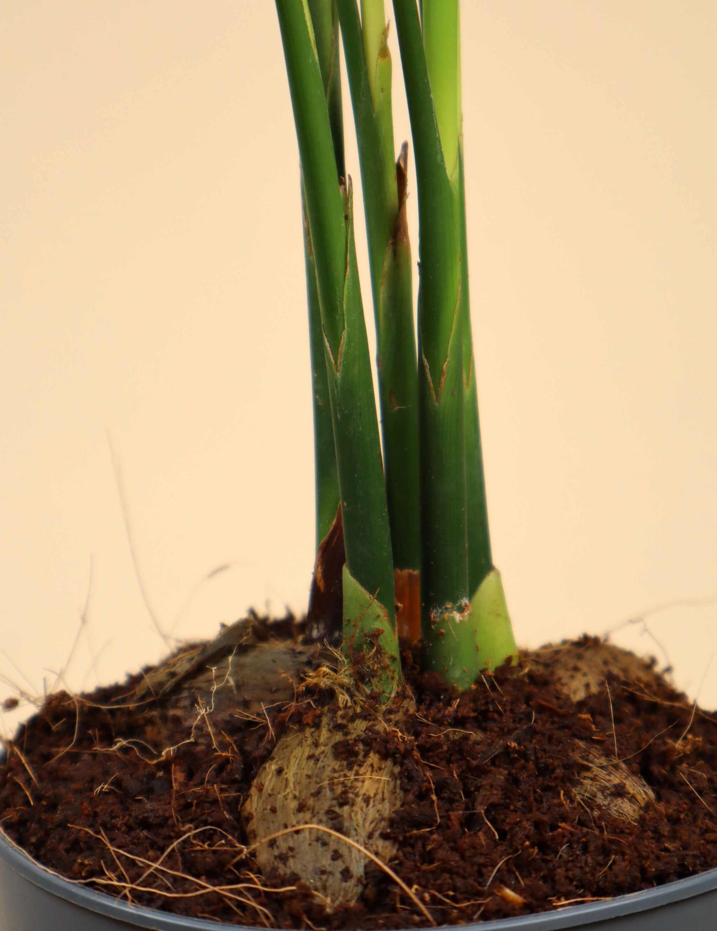 Areca catechu | Betelpalm