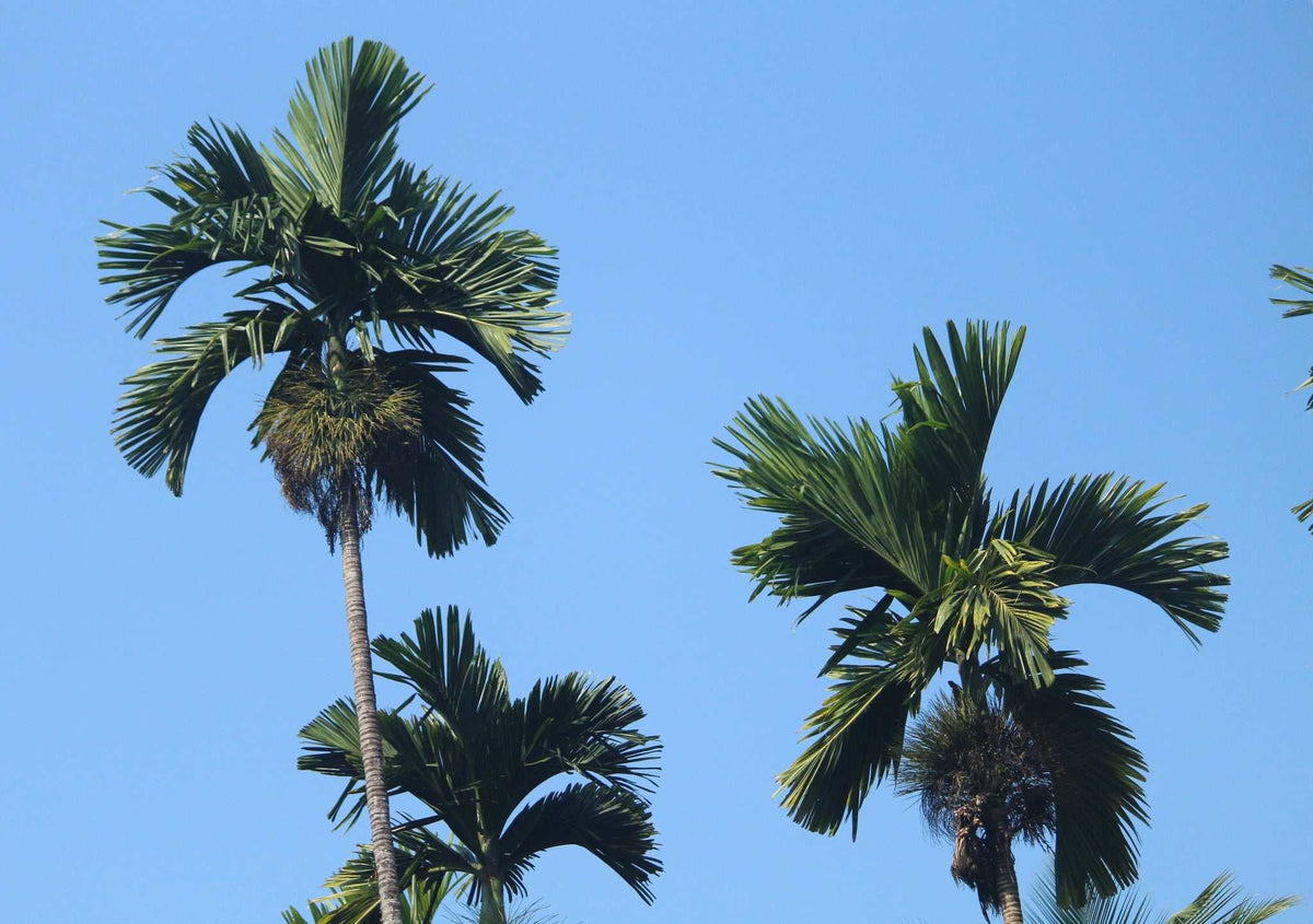 Areca catechu | Betelpalm