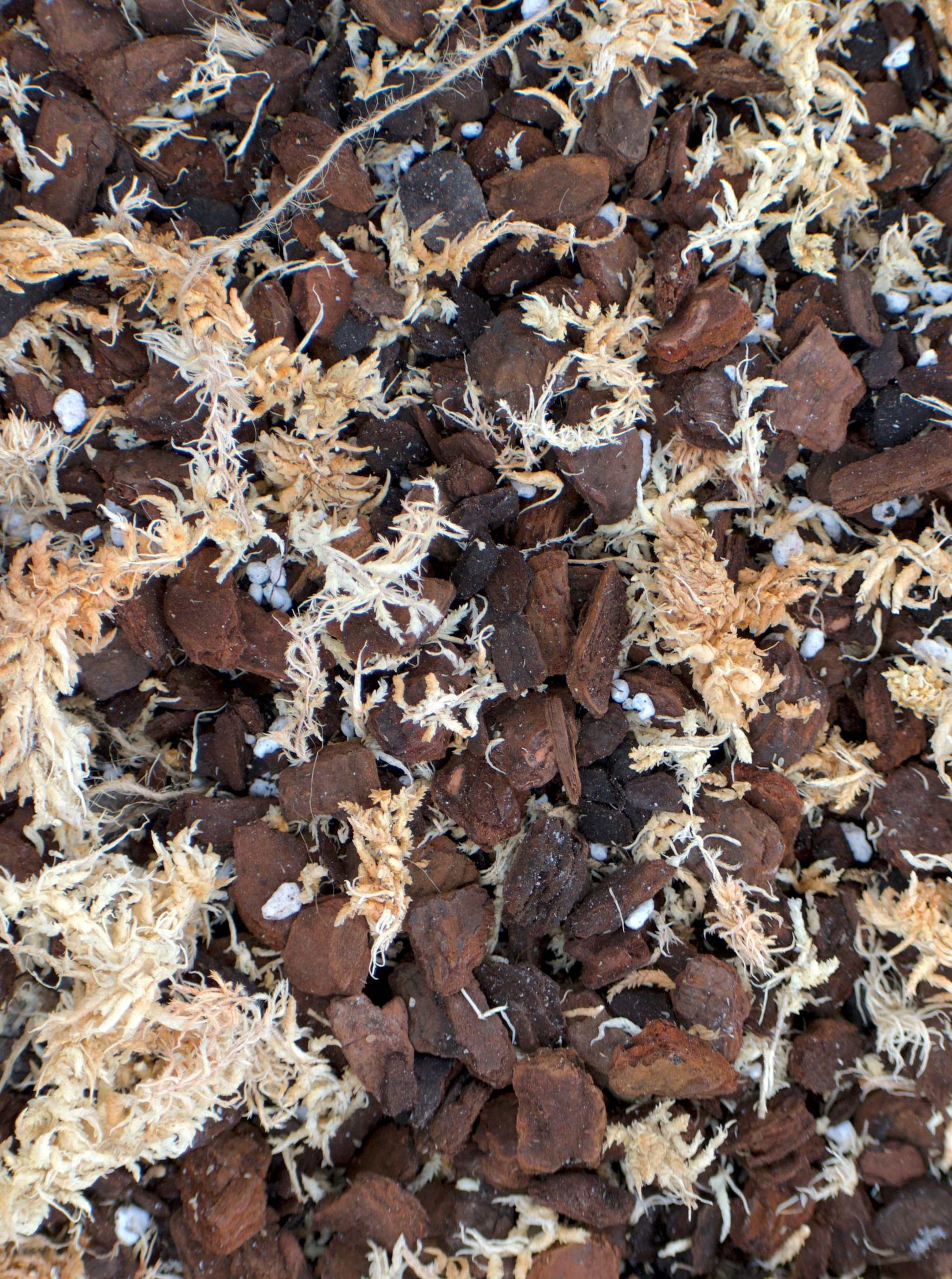 aroidjord och orkidejord krukväxter