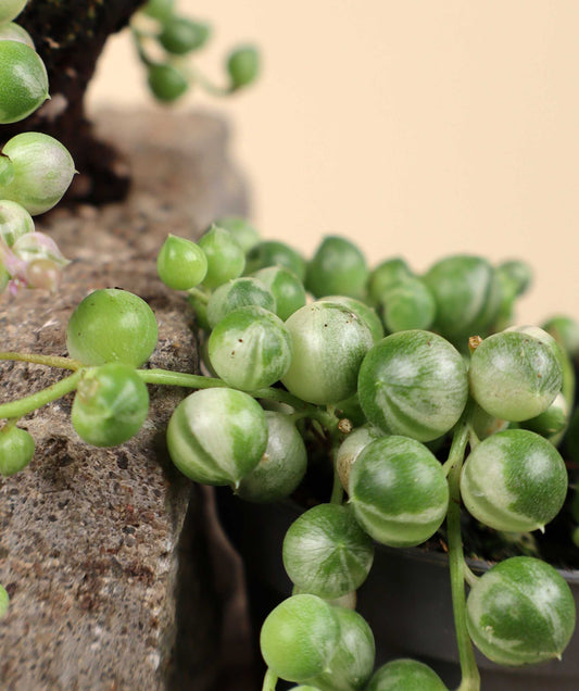 Senecio variegata | String of Pearls, variegated