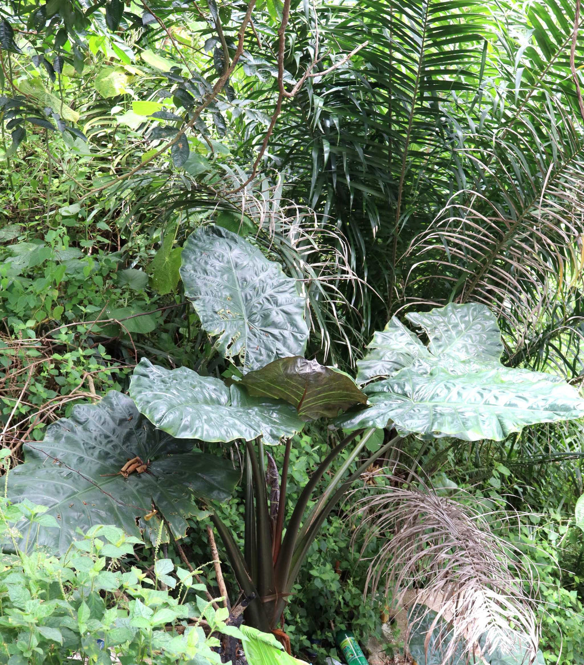 Alocasia sarawakensis 'Yucatan Princess'