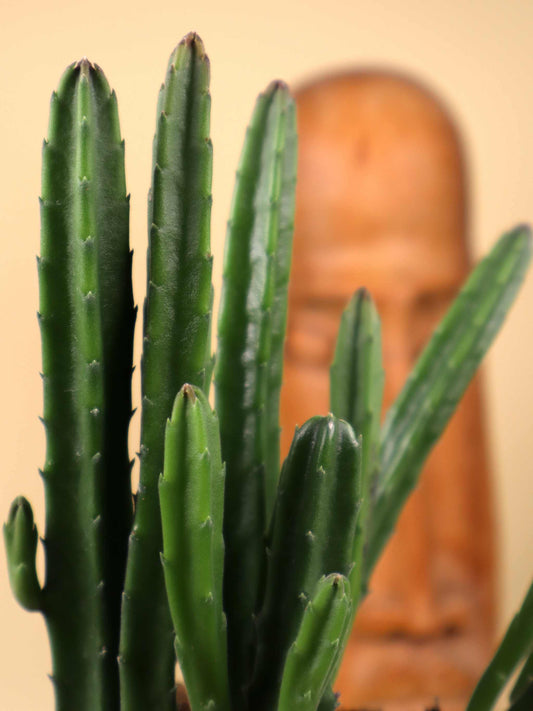 Stapelia leendertziae 'Asblomma'