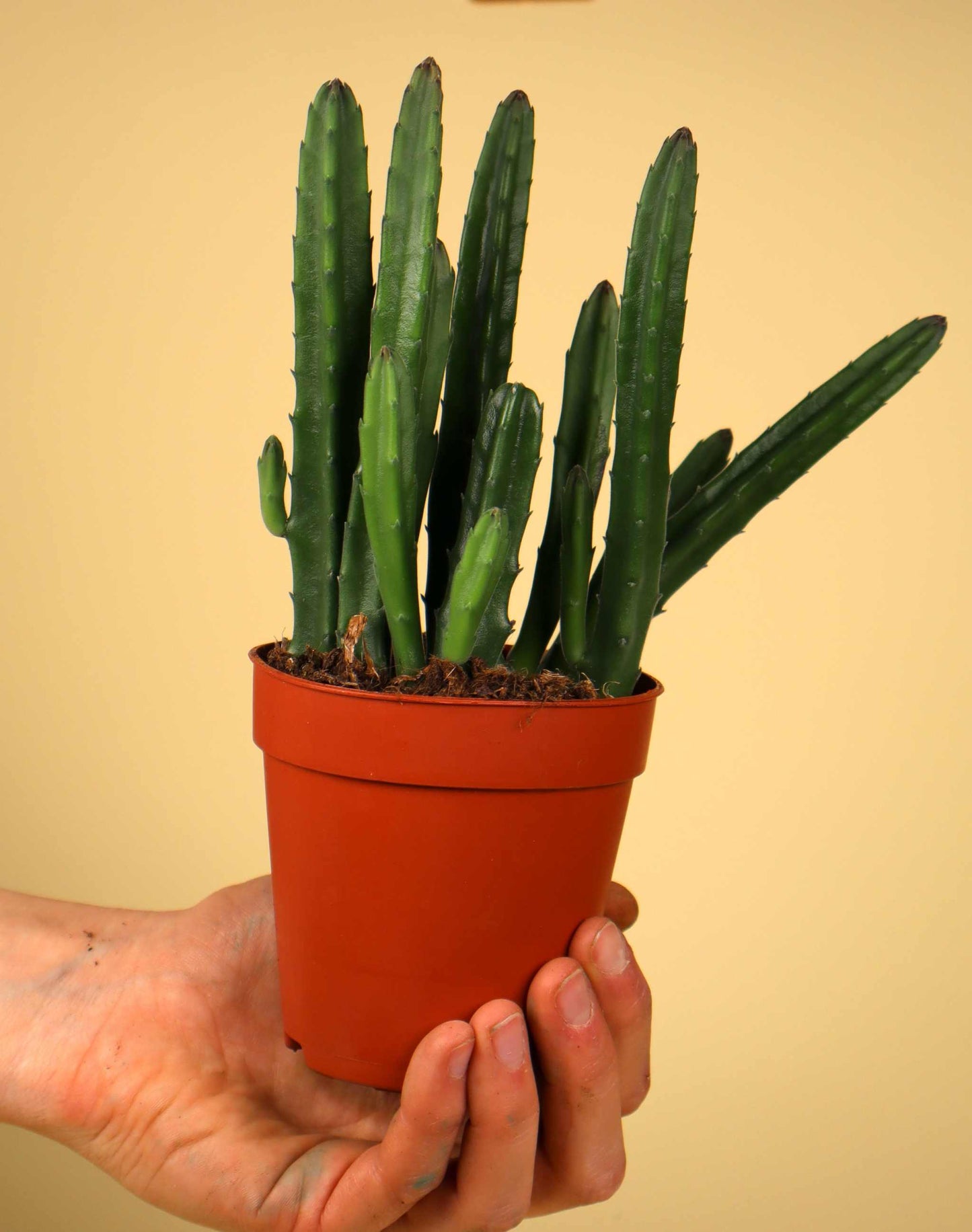Stapelia leendertziae 'Asblomma'