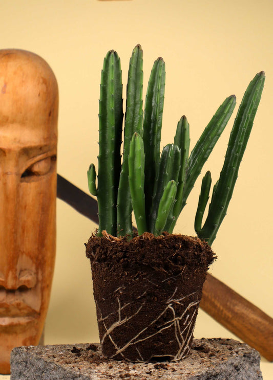 Stapelia leendertziae 'Asblomma'