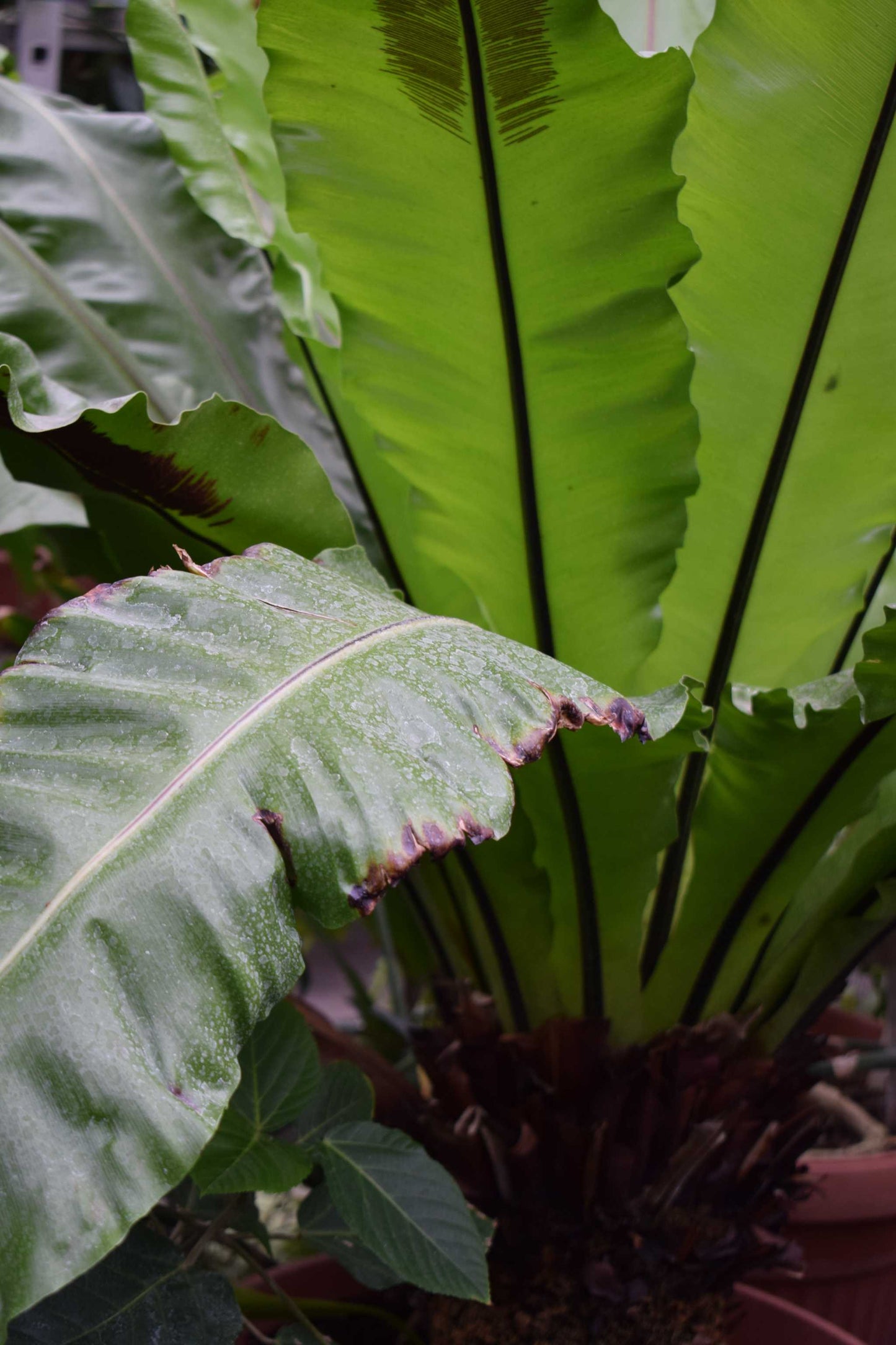 Asplenium nidus | Fågelbobräken