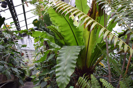 Asplenium nidus | Fågelbobräken