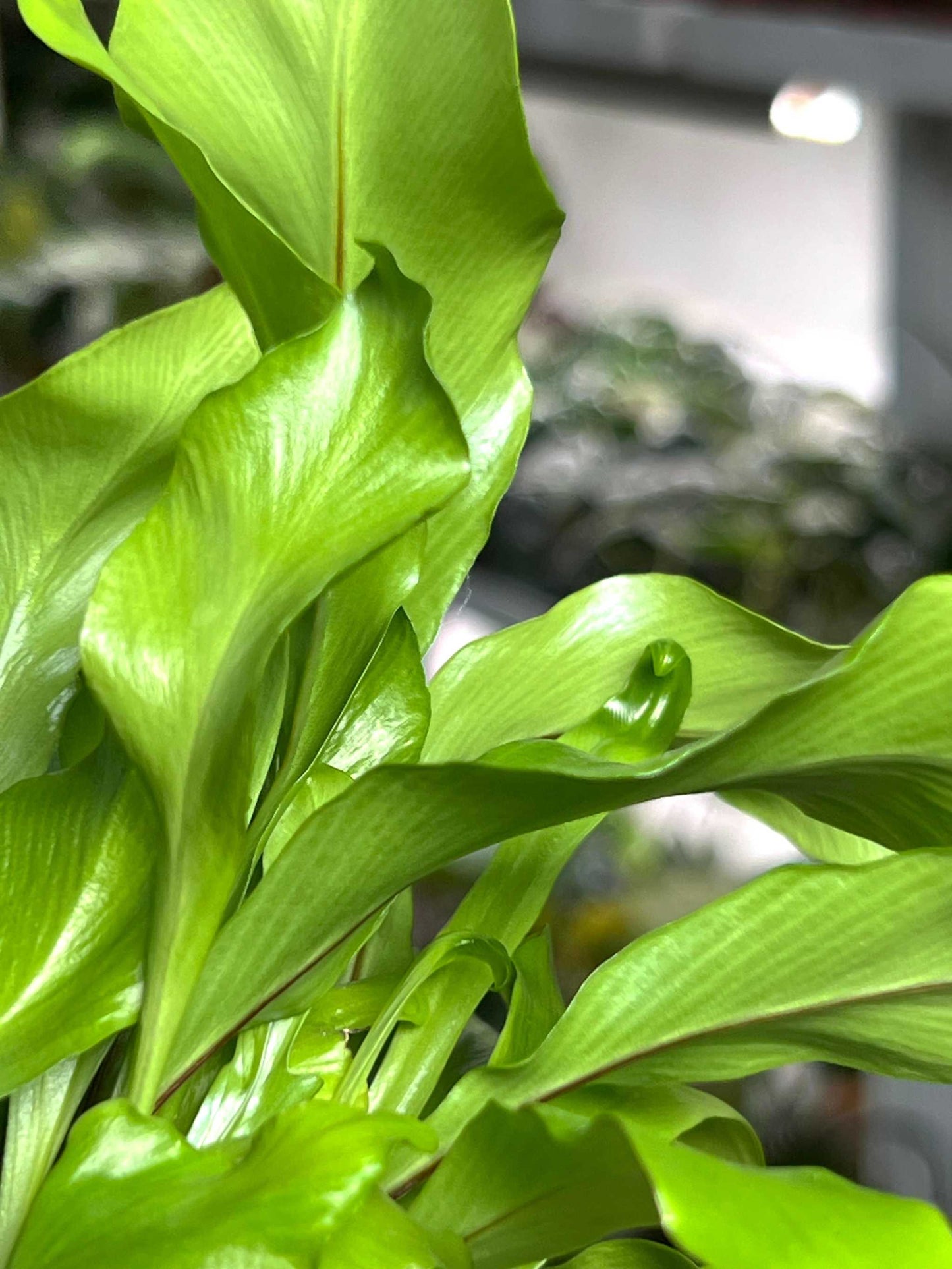 Asplenium nidus | Fågelbobräken