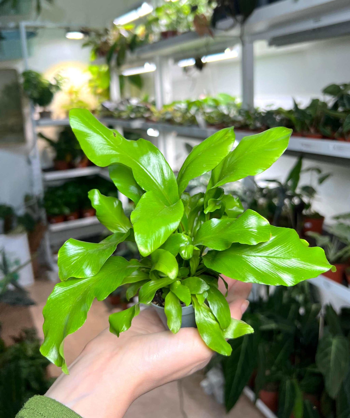 Asplenium nidus | Vogelaugenfarn