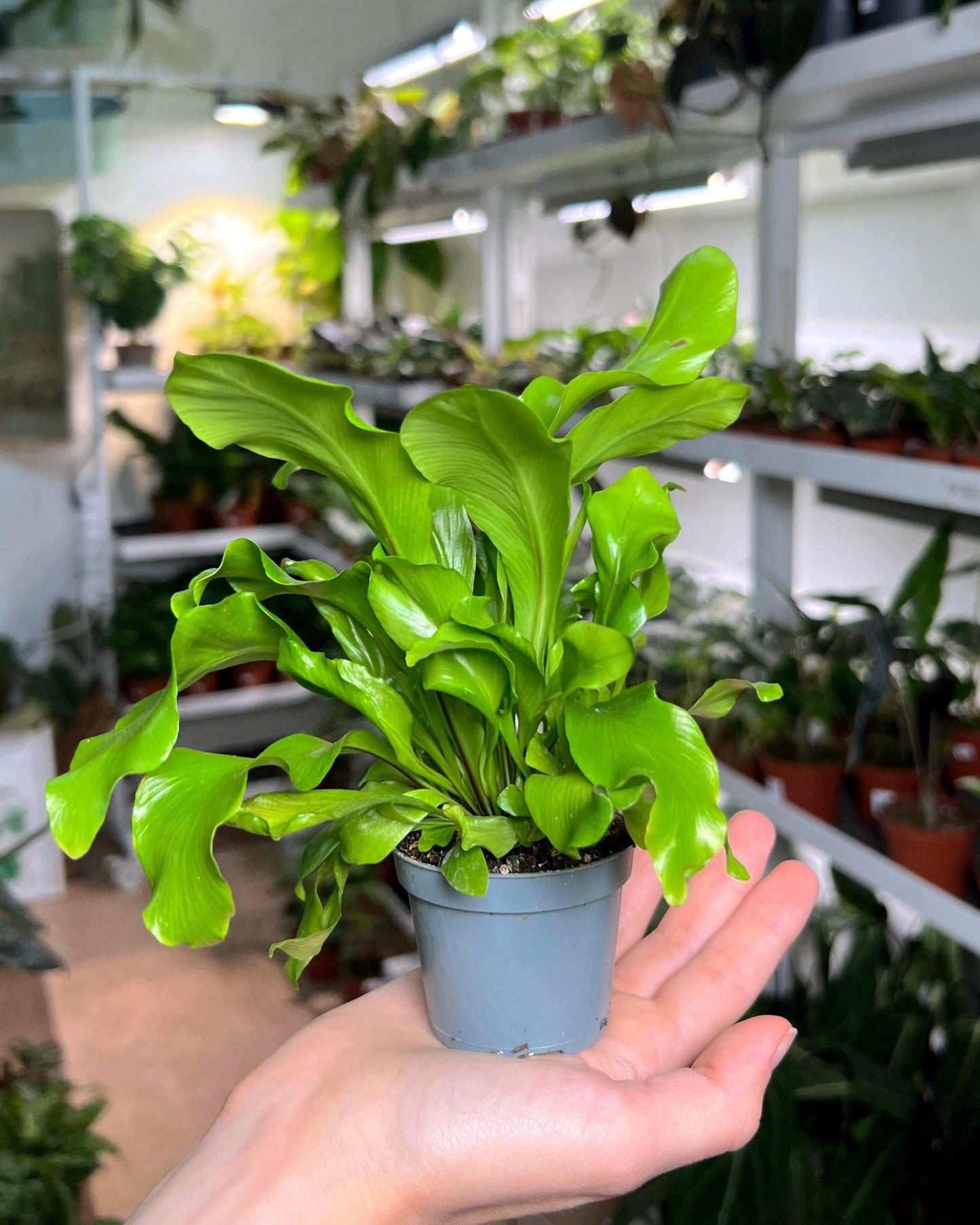 Asplenium nidus | Vogelaugenfarn