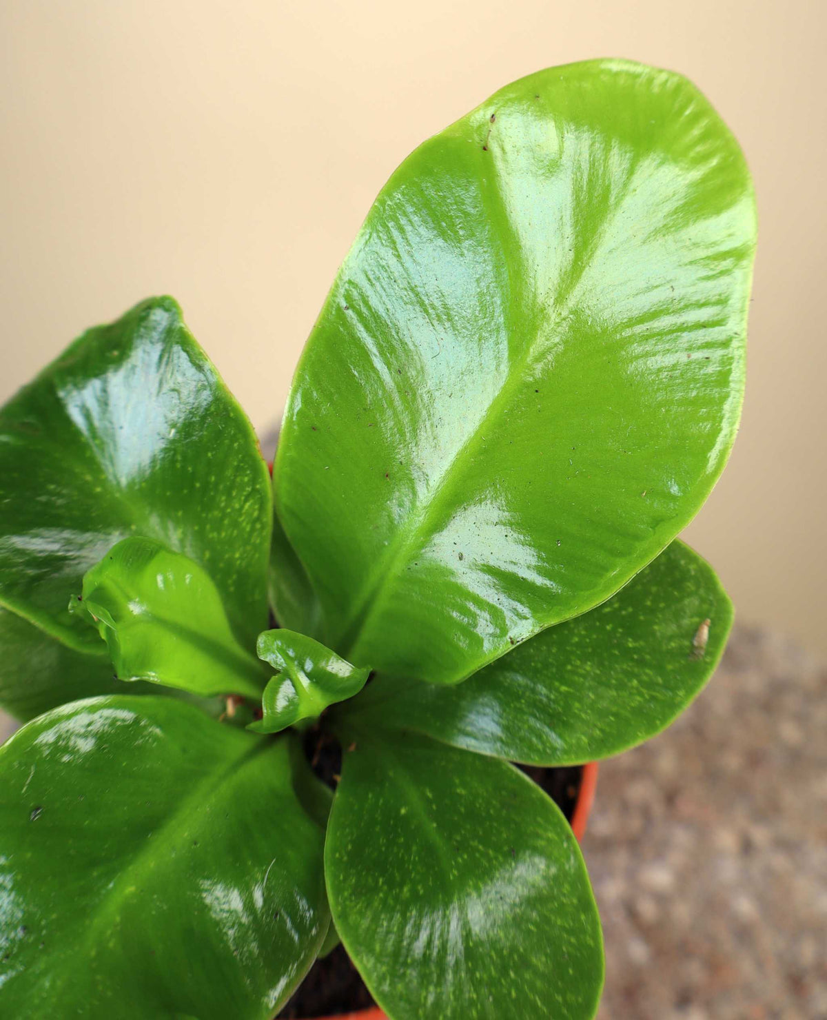 Asplenium nidus 'Cobra'