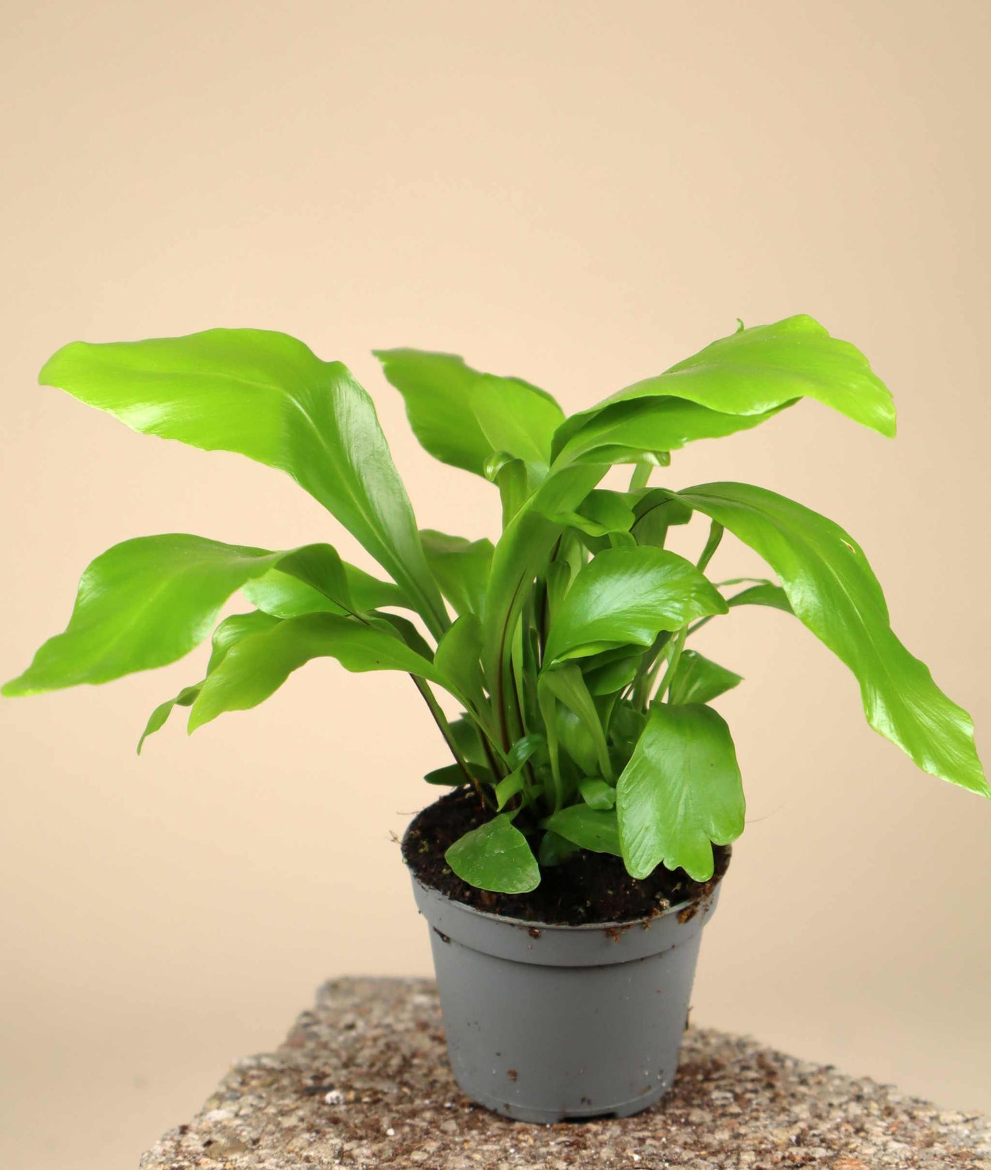 Asplenium nidus | Fågelbobräken