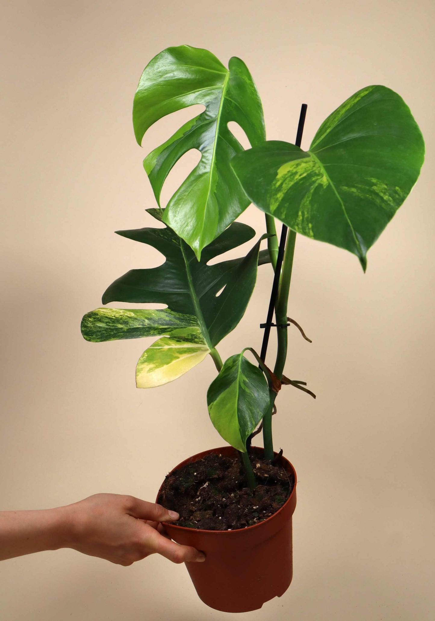 Monstera deliciosa Aurea (marmorata)