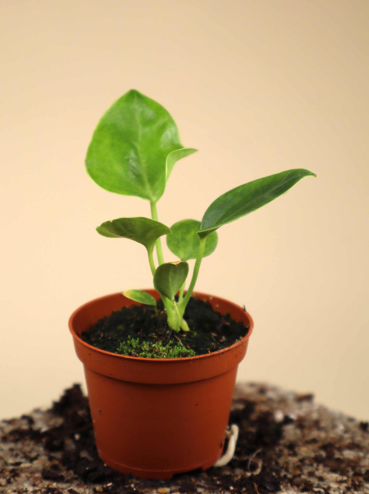 Anthurium veitchii