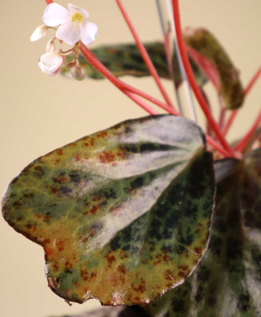 Begonia blancii
