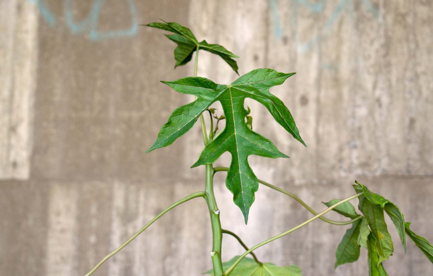 Babaco Papaya, winterhart