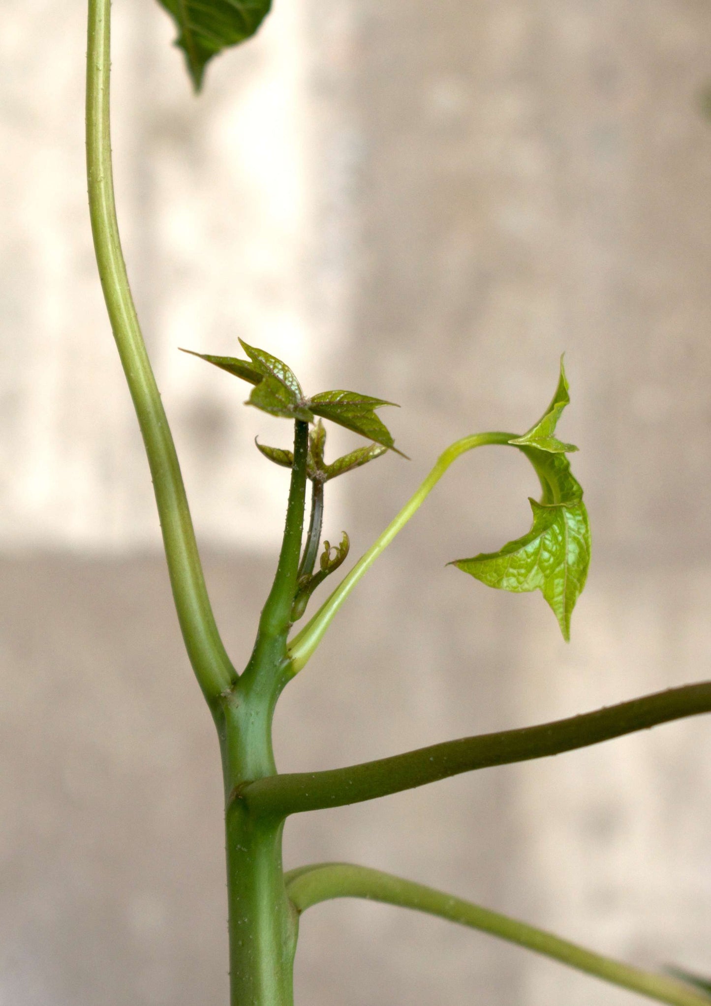 Babaco Papaya, winterhart