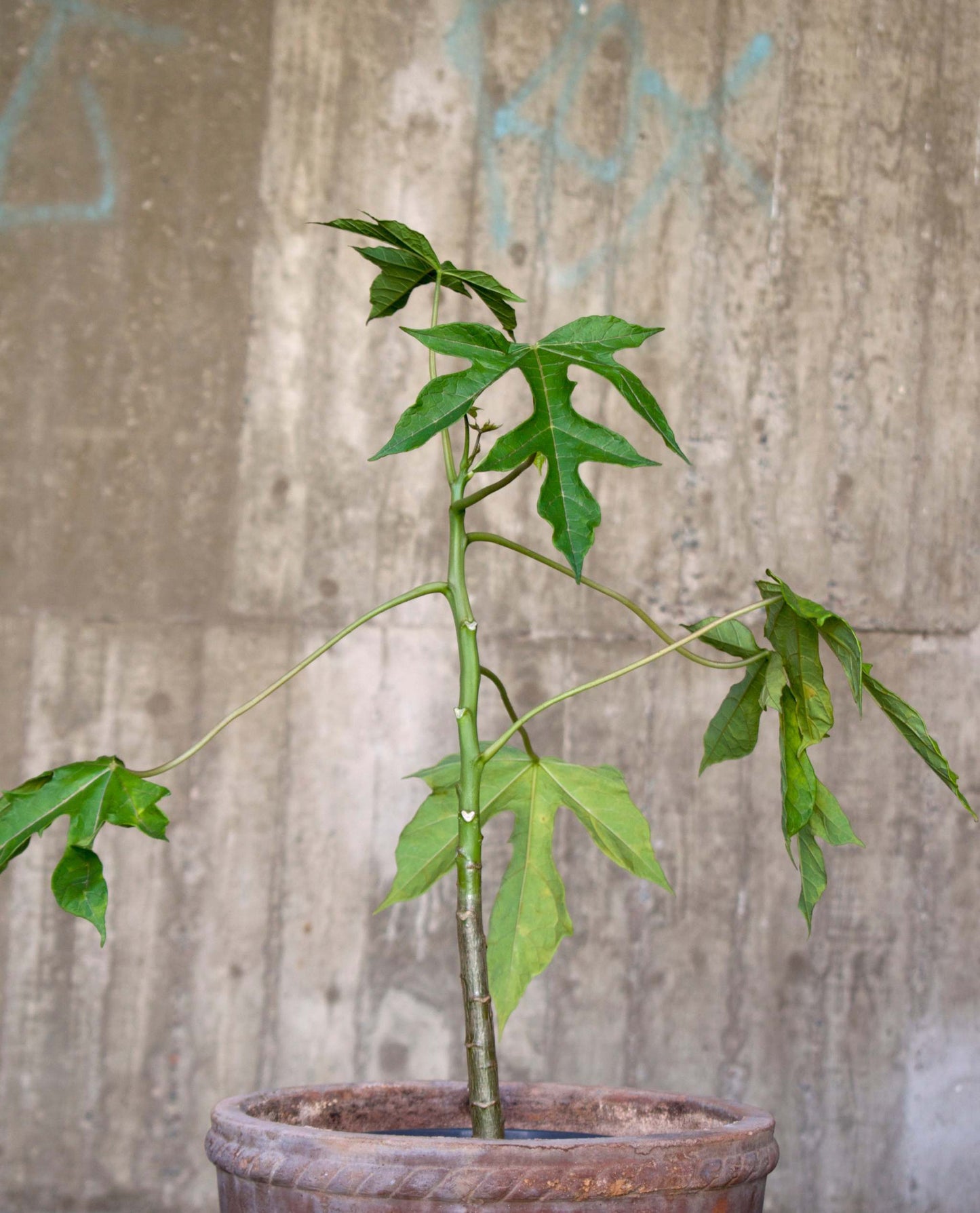 Babaco Papaya, winterhart