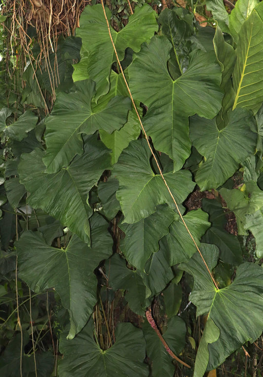 Anthurium balaoanum