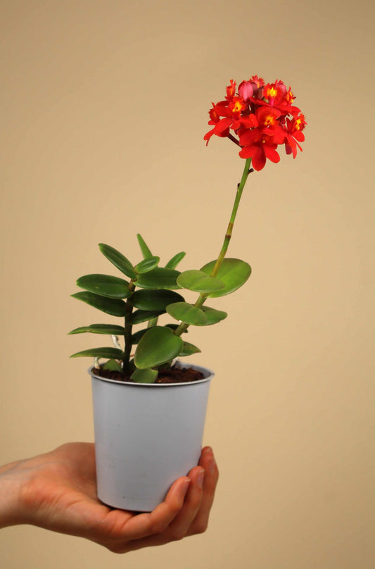 Epidendrum 'Ballerina'