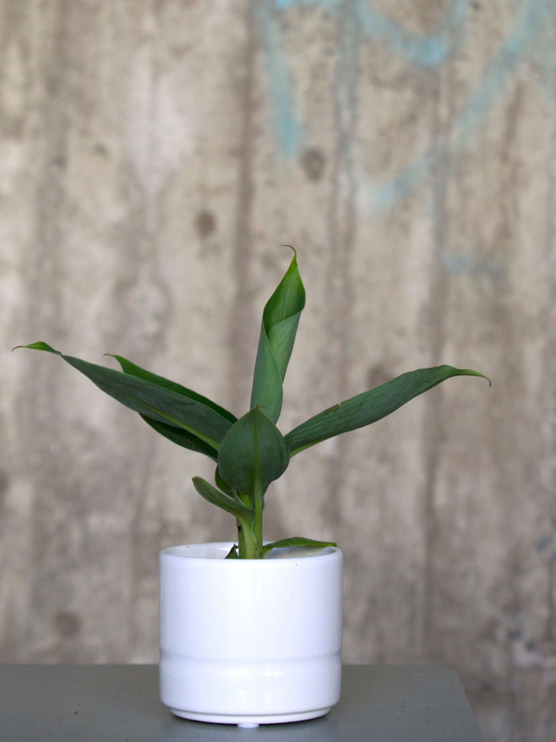 Bananplanta 'Musa Dwarf Cavendish' ätbar liten