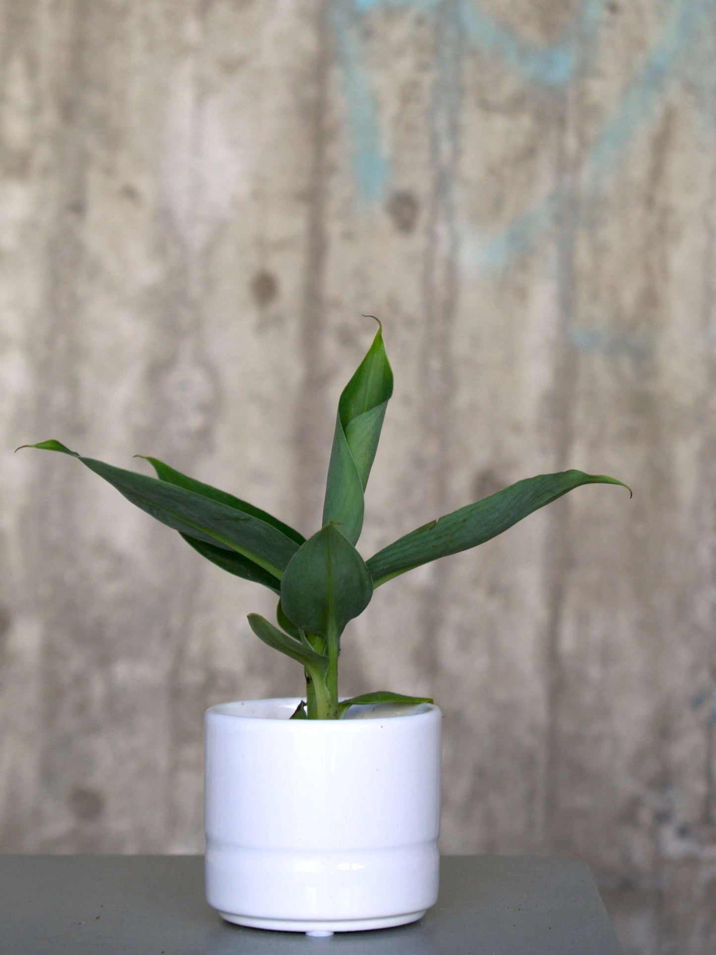 Bananplanta 'Musa Dwarf Cavendish' ätbar liten