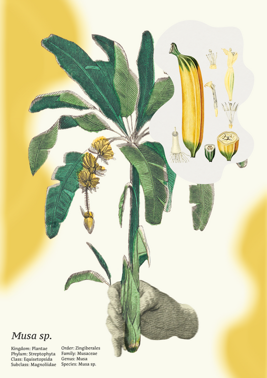 Poster | „Nach Griechenland für Orangen“