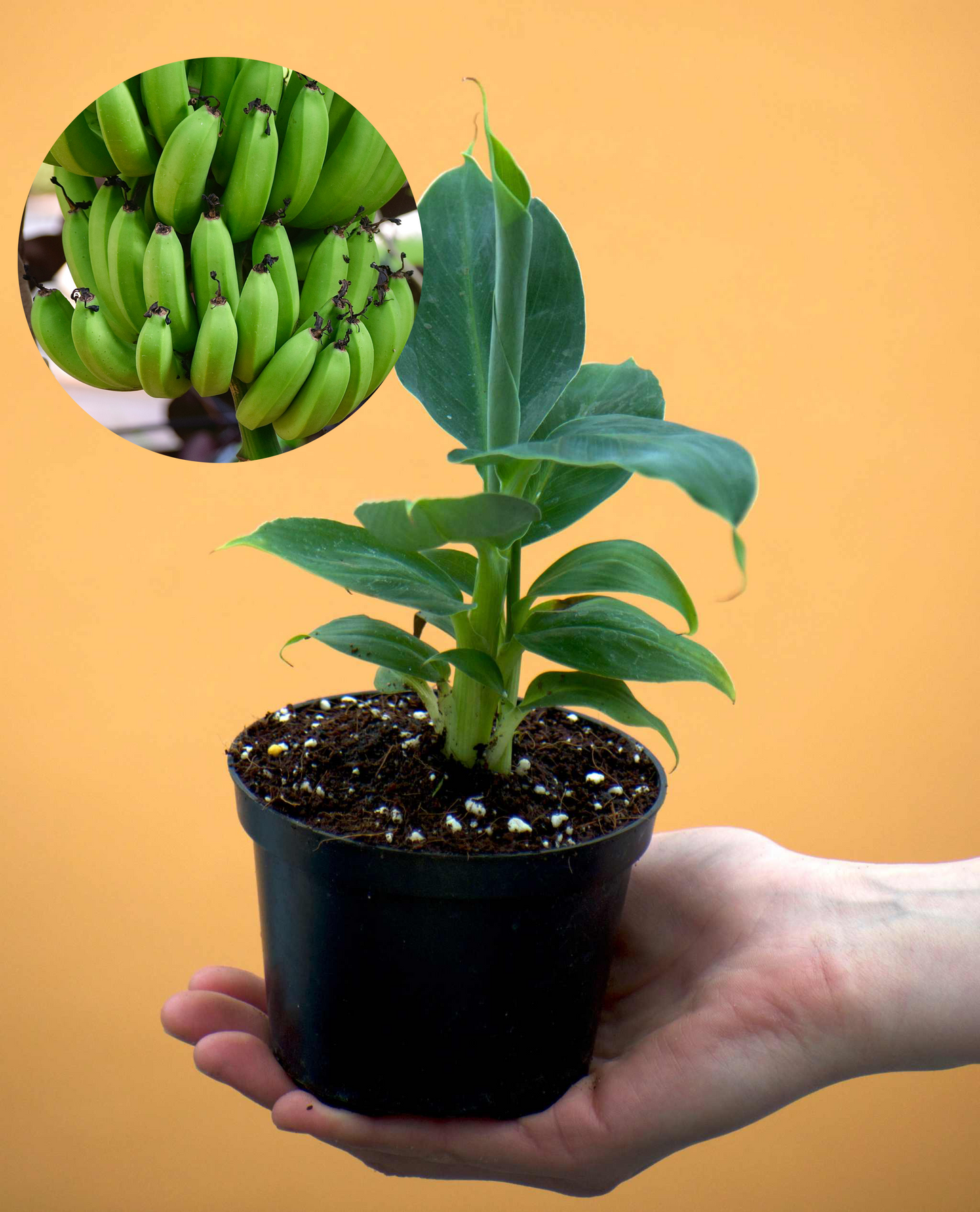 Bananplanta 'Musa Dwarf Cavendish' ätbar