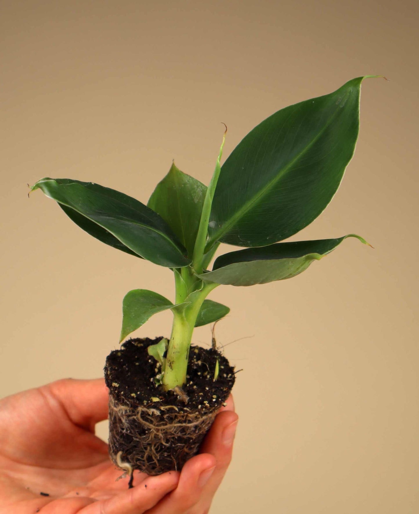 Bananplanta 'Musa Dwarf Cavendish' ätbar