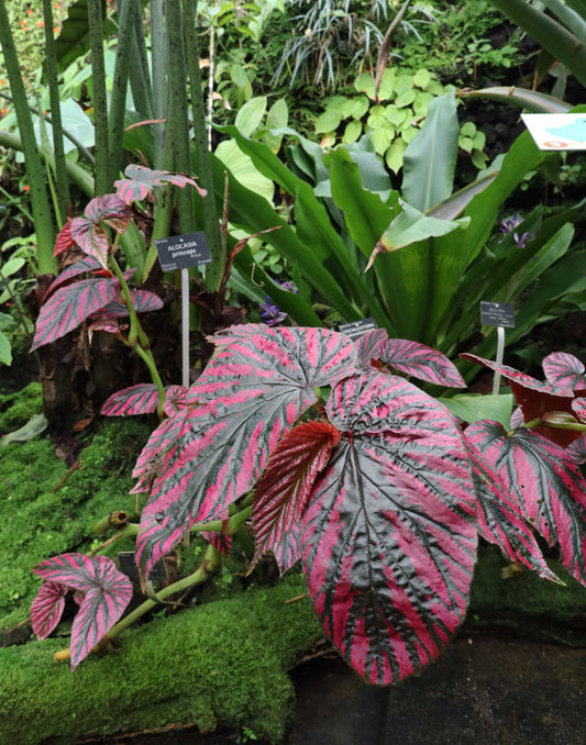 Begonia brevirimosa