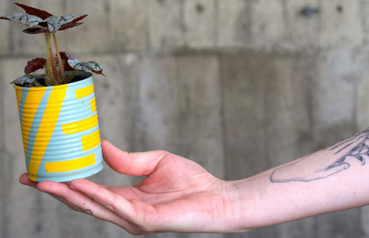 Begonia 'Silver Dollar'