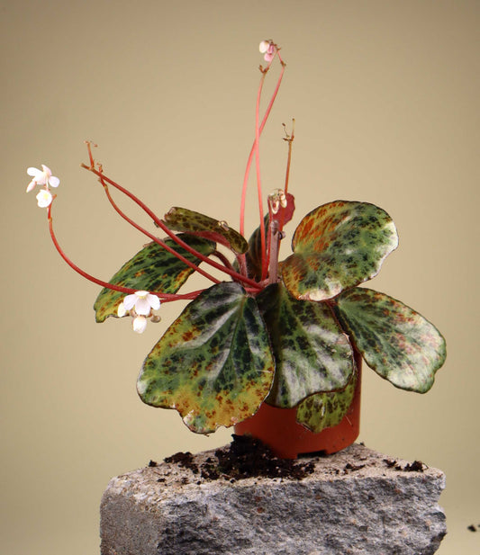 Begonia blancii