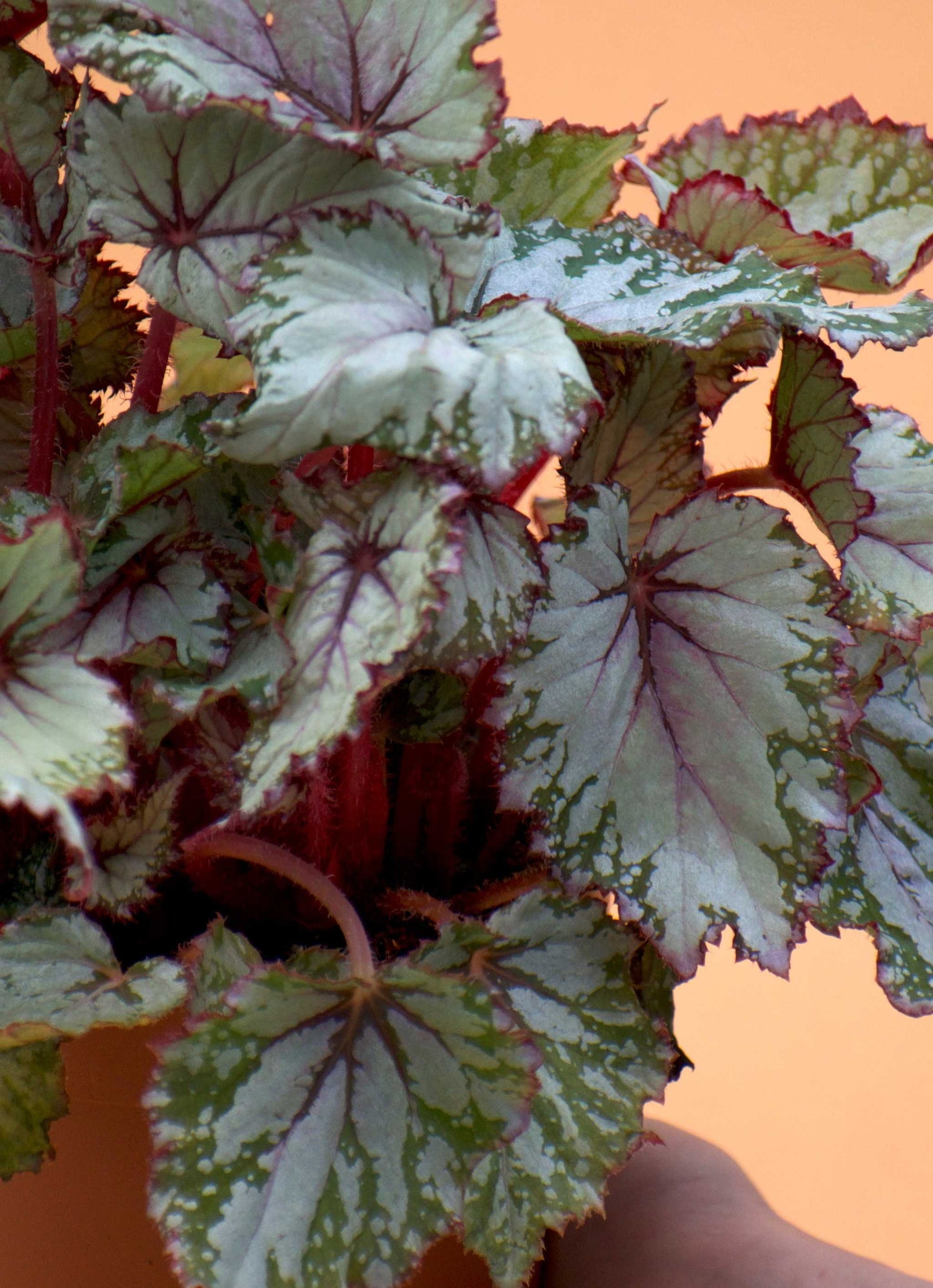 Begonia Rex 'Evening Glow'