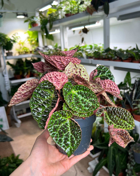 Begonia ferox