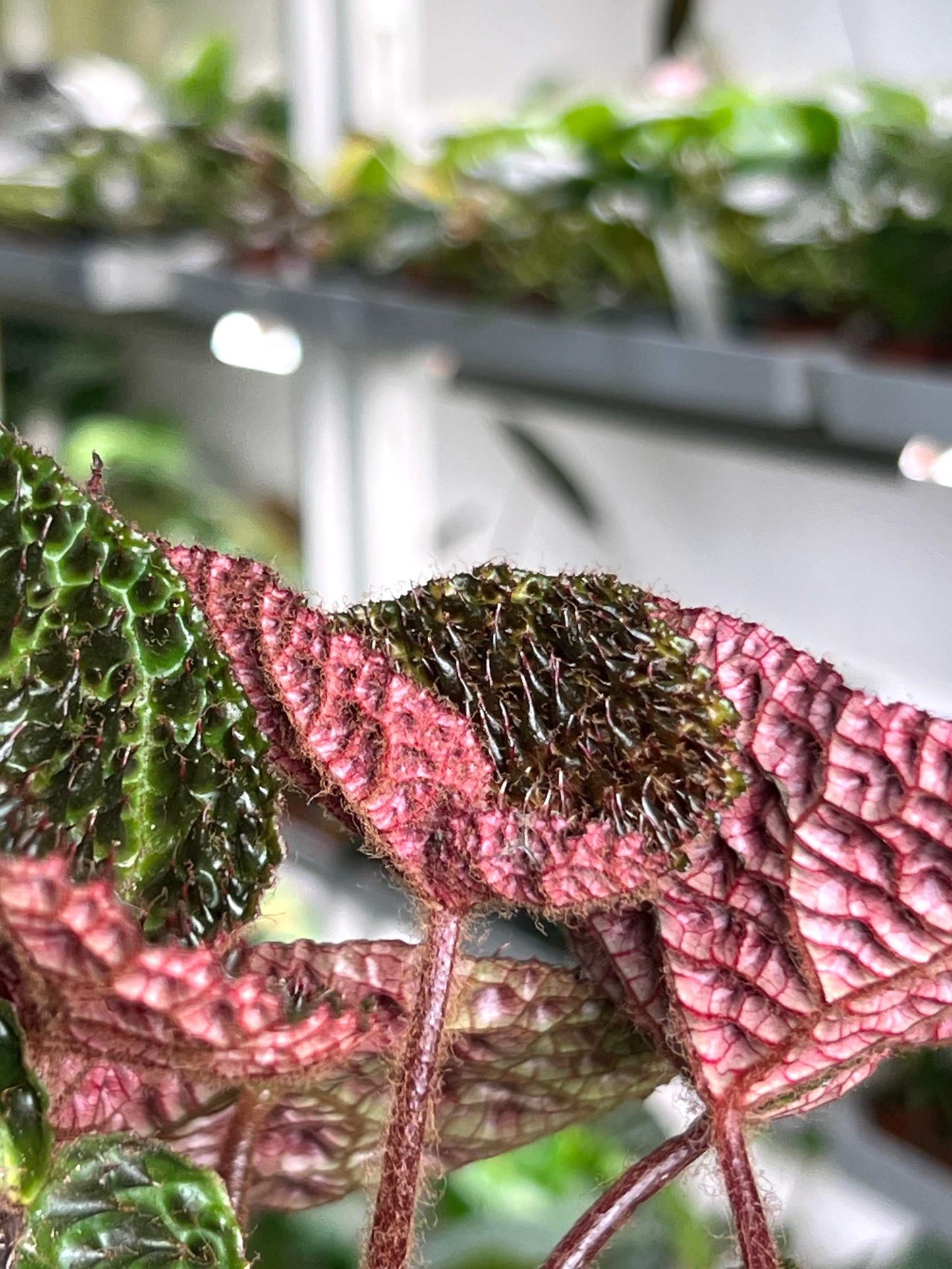Begonia ferox
