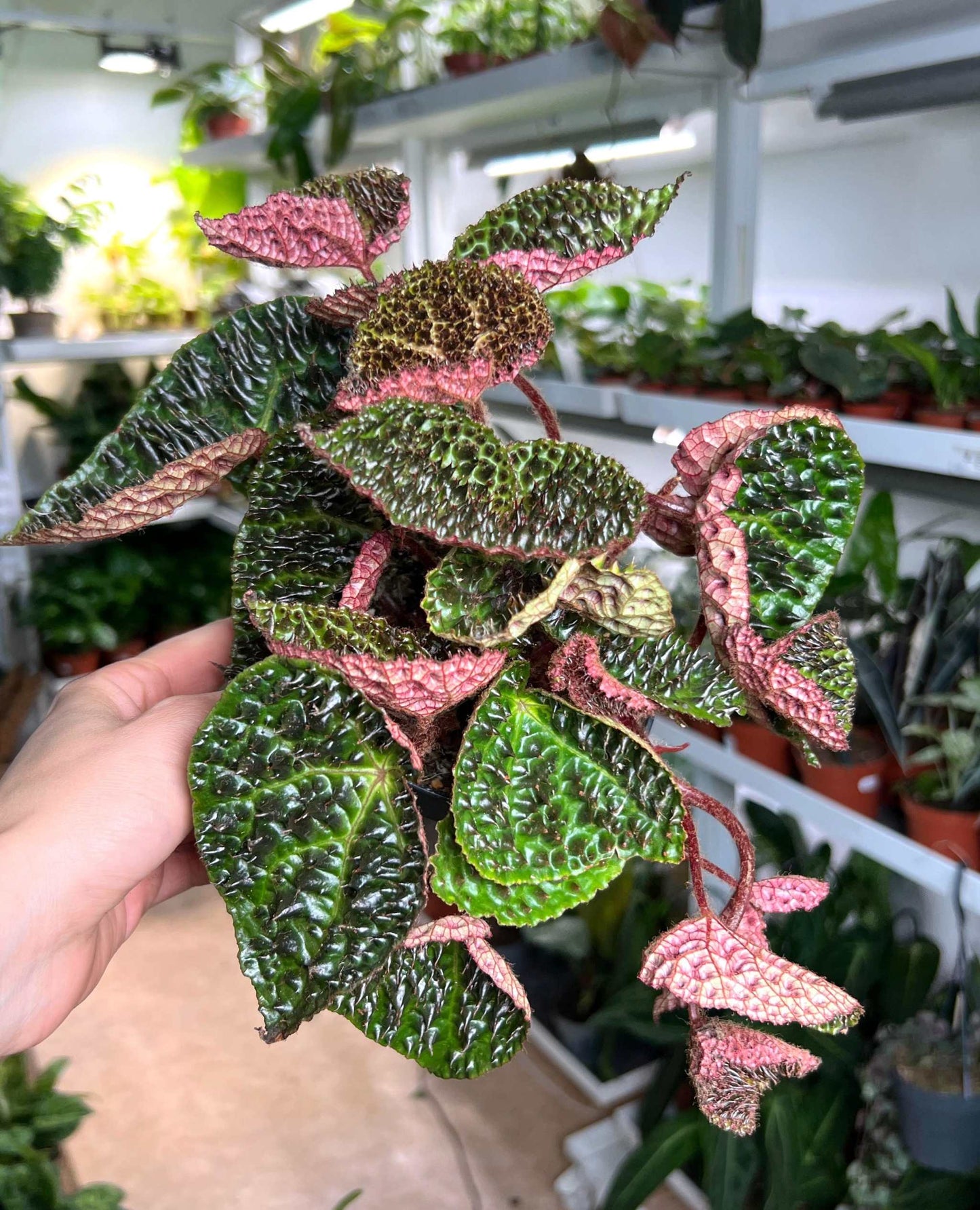 Begonia ferox