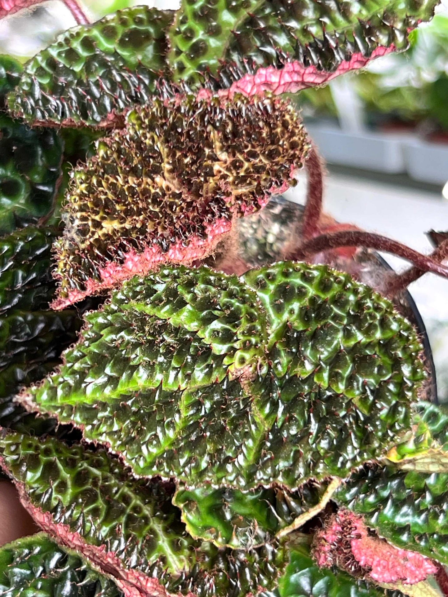 Begonia ferox