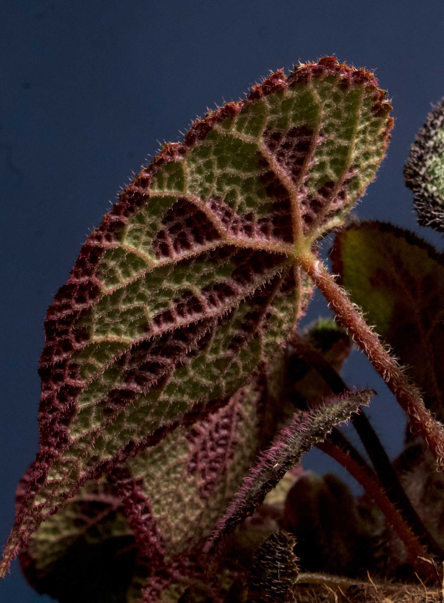 Begonia masoniana (Järnkorsbegonia)