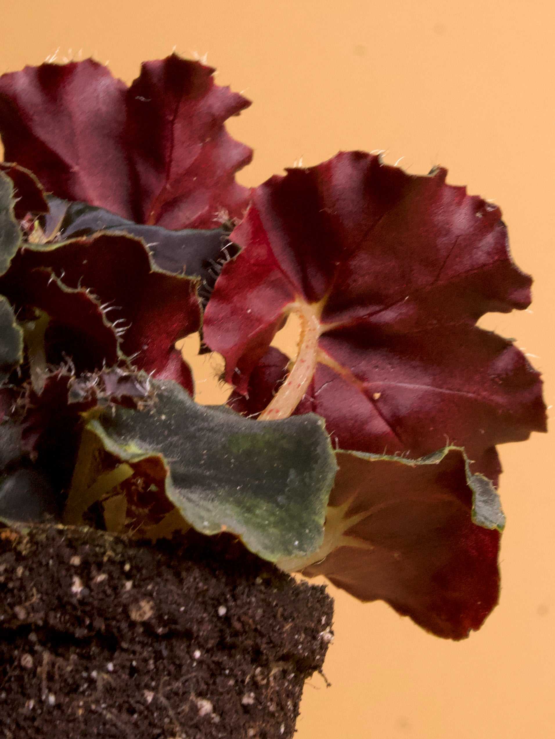 Begonia rex 'dark mambo'