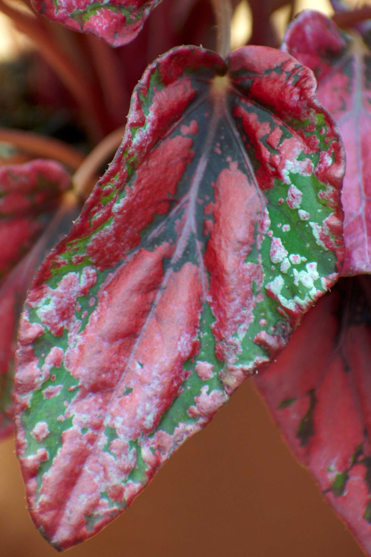 Begonia rex 'Inca Nights'