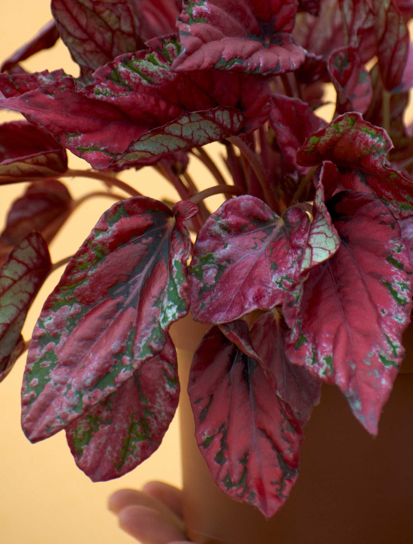Begonia rex 'Inca Nights'