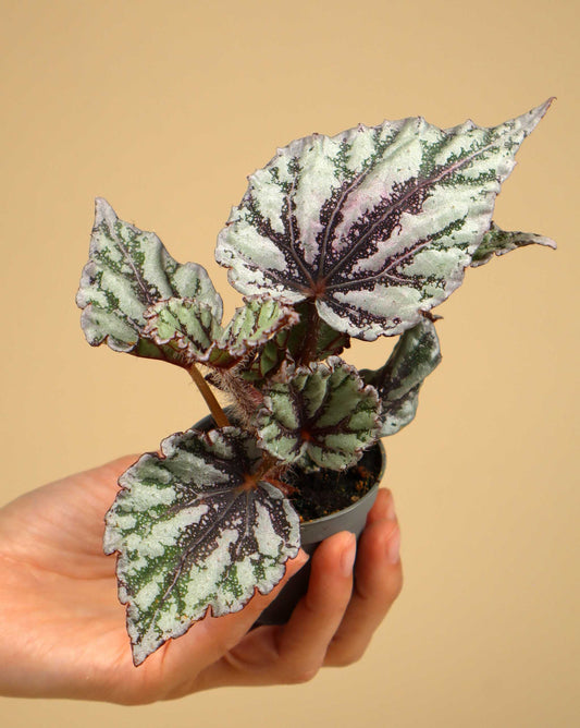 Begonia rex 'Tautropfen'