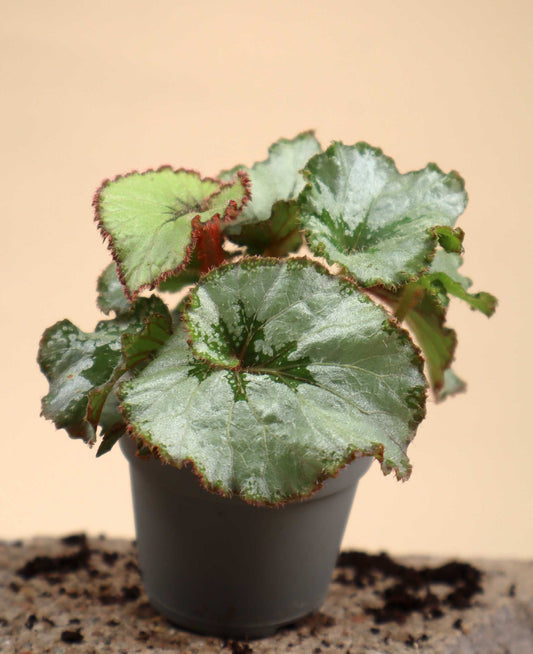 Begonie 'Escargot'