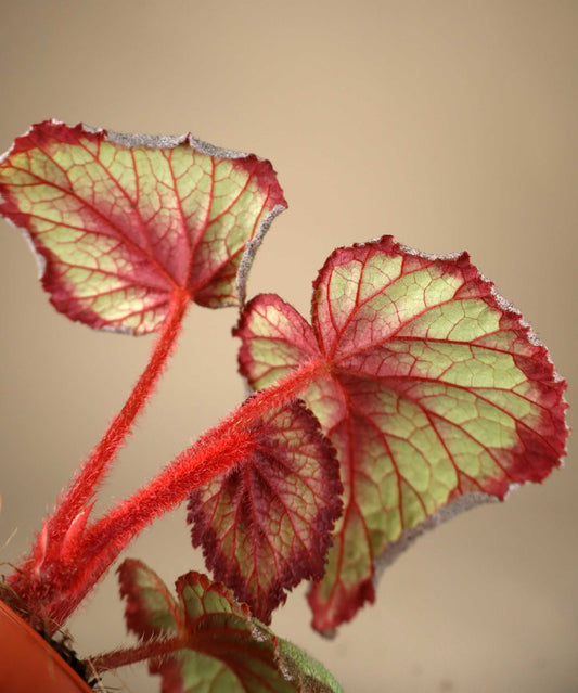 Begonia 'Flamingo Soul'