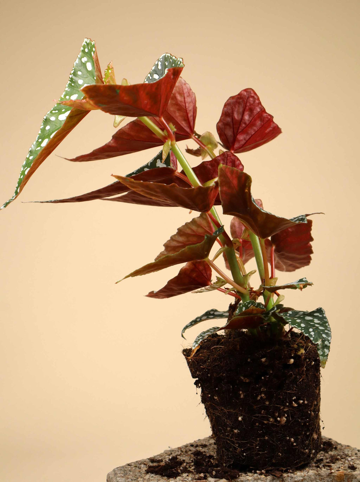 Forellbegonia 'Begonia maculata'